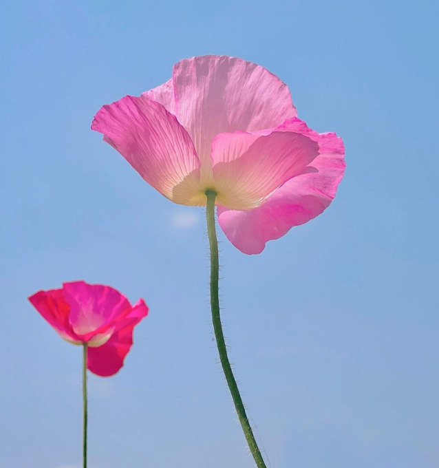 공주 봄에 가볼만한곳_image